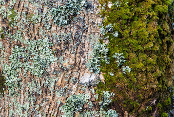 Moss and fungus tree trunk background texture