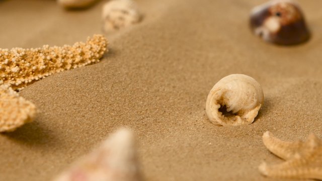 Beach with a lot of seashells and starfish, rotation, closeup