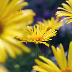 beautiful yellow daisy