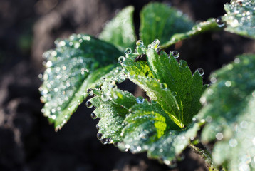 dew drops on the leaves of strawberry