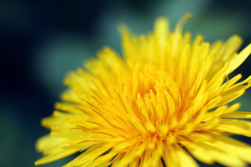 Beautiful fresh yellow flower heads,over green natural background