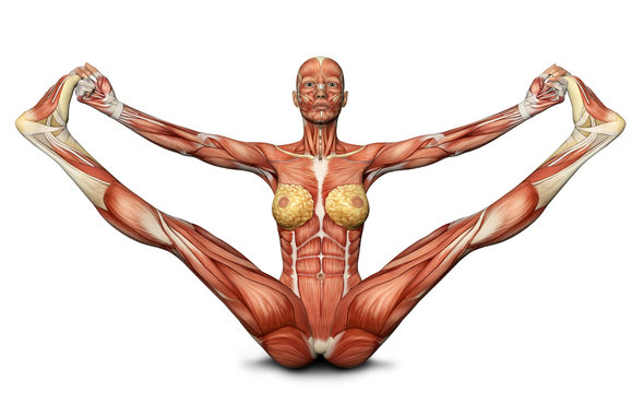 3D female medical figure in yoga pose