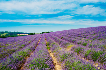 Fototapeta na wymiar Scenic View of Blooming Bright Purple Lavender Flowers Field in 