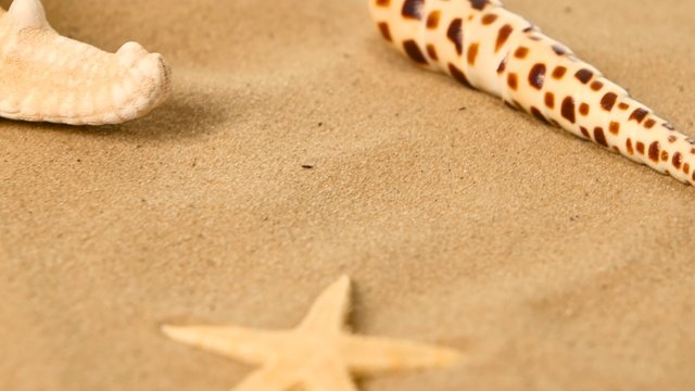 Beautiful large shells lie on the sand, sea stars, rotation, closeup