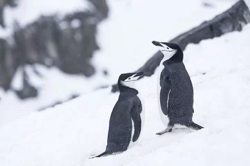 Poster Chinstrap penguin, Antarctica. © Johannes Jensås