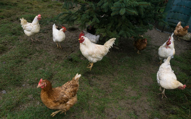 free-range chiken. hens cock