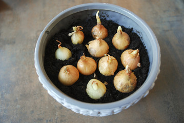 Fototapeta na wymiar Spring onion seedlings to grow at home.