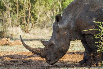 Obraz premium Southern white rhinoceros in Kruger National park, South Africa