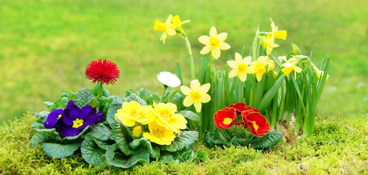 Ostern, Easter, bunte Fr&uuml;hlingsblumen, Banner, Header, Headline, Panorama, hochaufl&ouml;send, high-resolution, Copyspace, Primeln, Osterglocken, Hintergrund