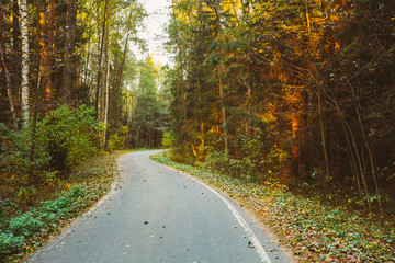 Winding asphalt road path walkway through autumn forest. Sunset 