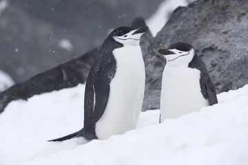 Poster Chinstrap penguin, Antarctica. © Johannes Jensås