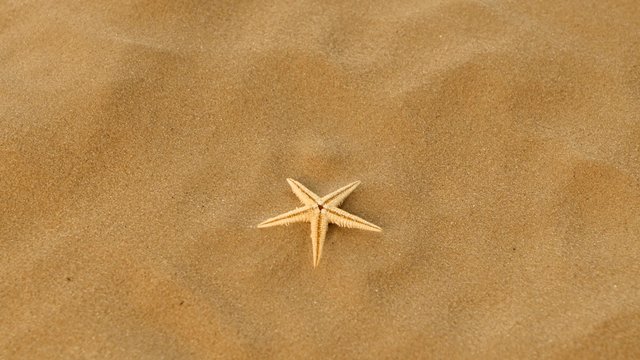 Small real starfish on sand, rotation
