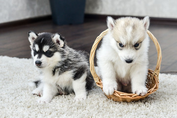 Siberian husky puppy with blue eyes