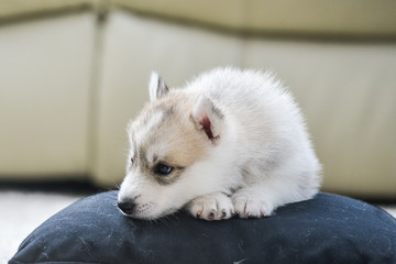 Fototapeta premium Siberian husky puppy with blue eyes