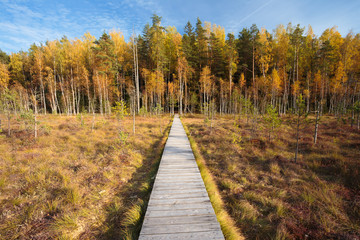 Wooden path way pathway from marsh swamp to beautiful forest. Au