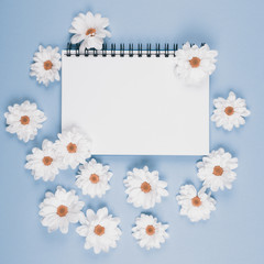 white flowers of chrysanthemum