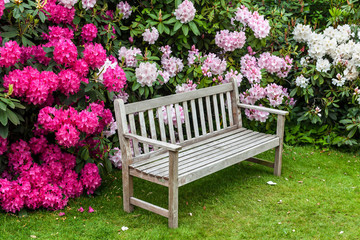 Naklejka premium Rododendronowy kącik ogrodowy z drewnianą ławką.