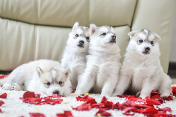 Fototapeta premium Siberian husky puppy with blue eyes