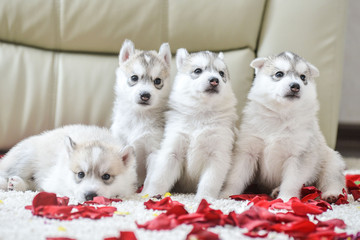 Siberian husky puppy with blue eyes