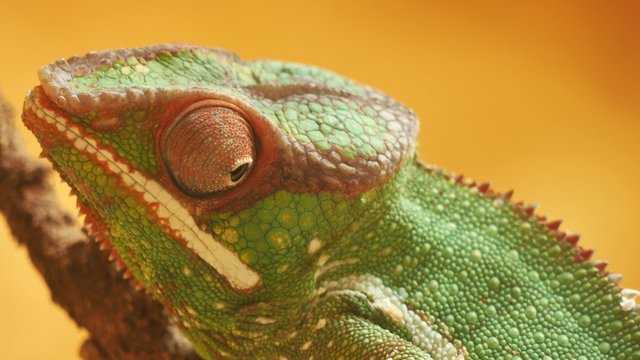 cam&eacute;l&eacute;on en acc&eacute;l&eacute;r&eacute;
