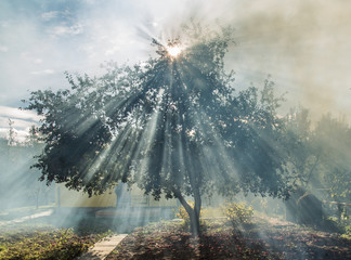 Дерево в дыму