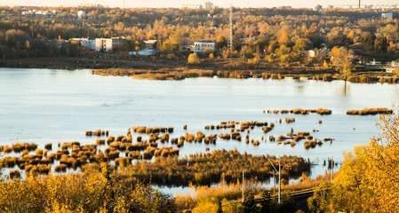 Озеро с камышами