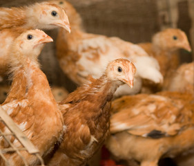 Chickens. Poultry farm
