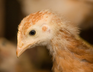Chickens. Poultry farm