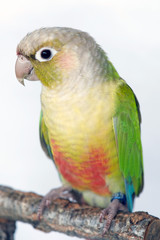 Cinnamon mutation Green Cheeked Conure Parakeet