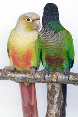 Cinnamon mutation and Normal Green Cheeked Conure Parakeets