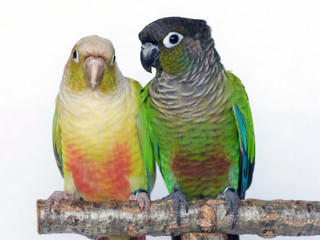 Cinnamon mutation and Normal Green Cheeked Conure Parakeets