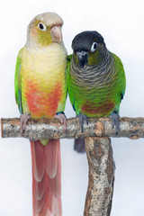 Naklejka premium Cinnamon mutation and Normal Green Cheeked Conure Parakeets