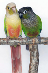 Cinnamon mutation and Normal Green Cheeked Conure Parakeets