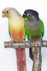 Obraz premium Cinnamon mutation and Normal Green Cheeked Conure Parakeets