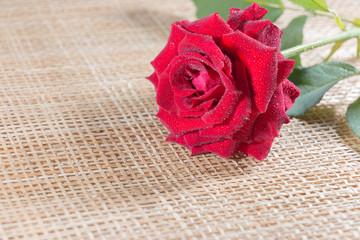 Valentine red roses close up