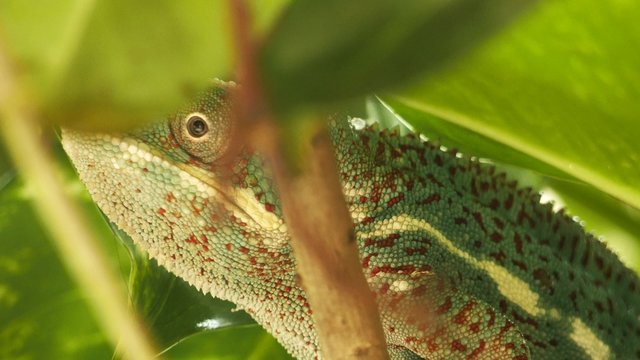 cam&eacute;l&eacute;on