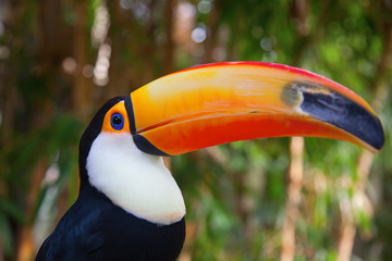 Colorful tucan