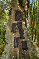 Kambira. Large old tree containing several baby graves. Tana Toraja