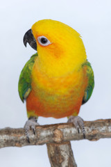 Fototapeta na wymiar Six month old female Jenday Conure or Jandaya Parakeet, a small parrot from Brazil
