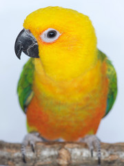 Six month old female Jenday Conure or Jandaya Parakeet, a small parrot from Brazil