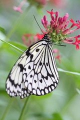 オオゴマダラ(蝶)

