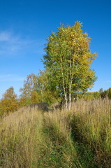 Autumn landscape with birches