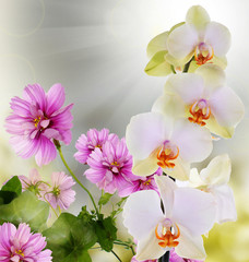 Beautiful flower background