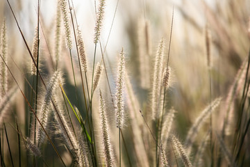 reeds grass background.