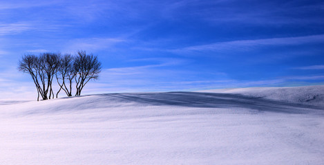 Crop of trees on snow covered hillside