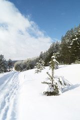 Rural landscape in winter