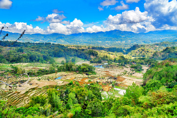 Obraz premium Green rice field in Tana Toraja