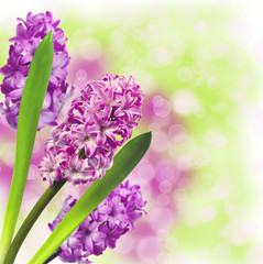 Obraz premium Pink hyacinth isolated on white background