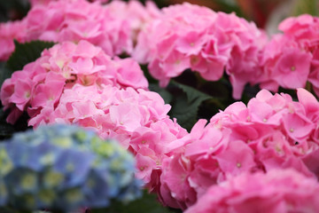 colorful hydrengea flower
