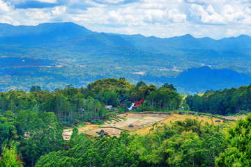 Green rice field  in Tana Toraja